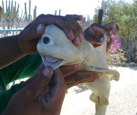 bull shark, Carcharhinus leucas.jpg